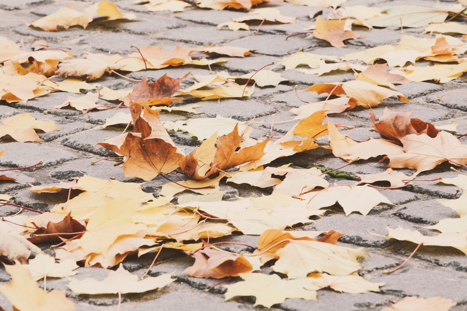 Fall roof maintenance Oregon — AR Roofing